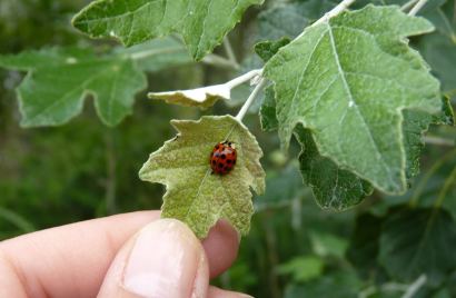 Studi di impatto sulla vegetazione