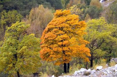 Gestione delle risorse forestali