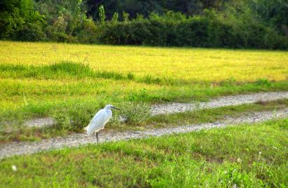 Applied ecology and biomonitoring