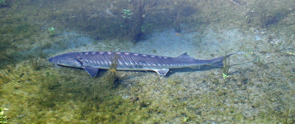 Isola Serafini, lo storione cobice c’è!